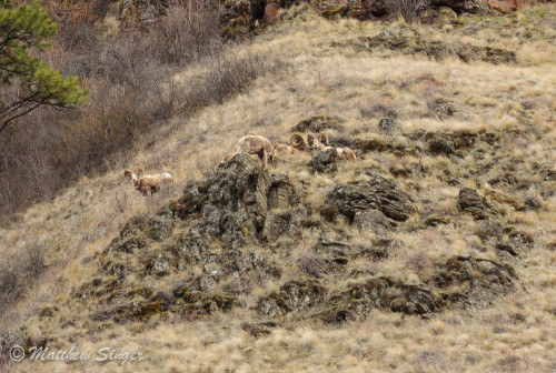 Bighorn Sheep at Asotin Creek.