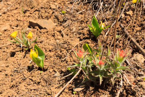 Paintbrush, Glacier Lilies, and Yellow Bells