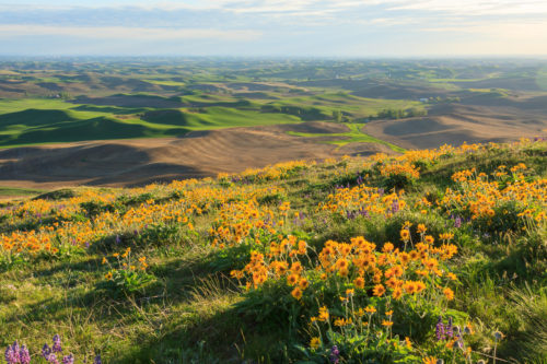 Balsamroot over the Palouse