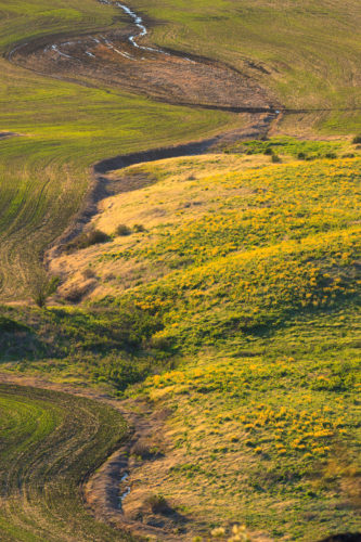 There's not much native prairie left on the Palouse.