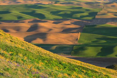 Contrasts and patterns of the Palouse.