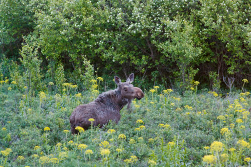 We came across this moose on the way down. It made up for the lack of a sunset.