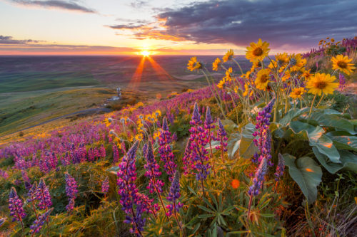 Sunset from the lupine field on Steptoe Butte.