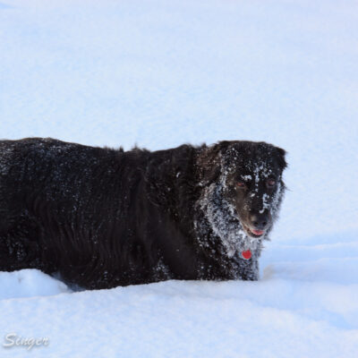 Shadow shows off her beard of snow.