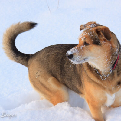 Greta loves playing in the snow.