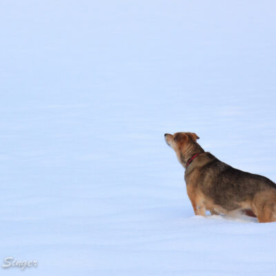 Greta locks onto something that smells good.