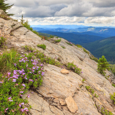 Penstemon on the Rocks